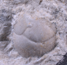 Tanidromites species
