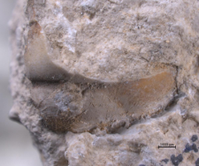 Tanidromites species