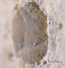 Tanidromitidae