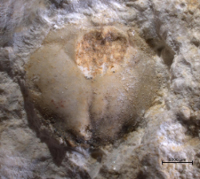 Tanidromites species