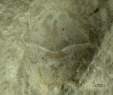Goniodromites kubai