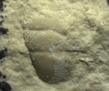 Goniodromites species