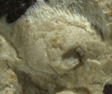 Goniodromites species