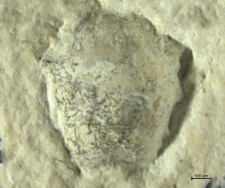 Goniodromites kubai