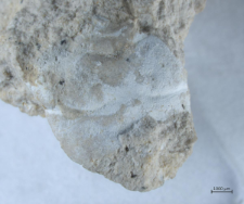 Tanidromites species