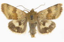 Heliothis viriplaca