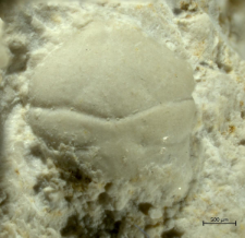 Tanidromites hyznyi