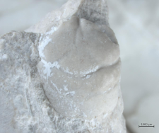 Tanidromites alexandrae