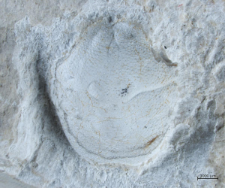 Goniodromites serratus
