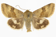 Heliothis viriplaca