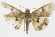 Heliothis viriplaca