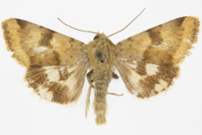 Heliothis viriplaca