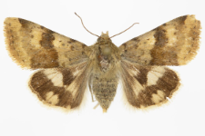 Heliothis viriplaca