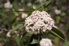 Viburnum buddleifolium C.H. Wright