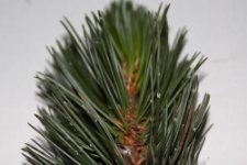 Pinus aristata Engelm.
