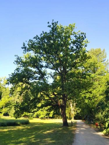 Quercus robur L.