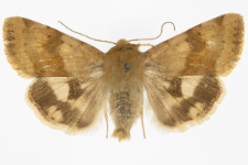 Heliothis viriplaca