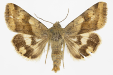 Heliothis viriplaca