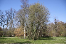 Salix cordata Michx.