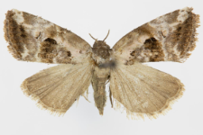 Elaphria venustula