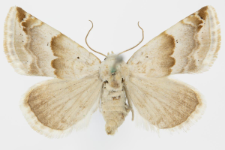 Pyrrhia exprimens