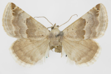 Pyrrhia exprimens