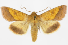 Pyrrhia umbra
