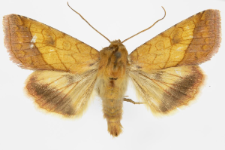 Pyrrhia umbra