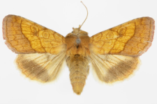 Pyrrhia umbra