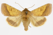 Pyrrhia umbra