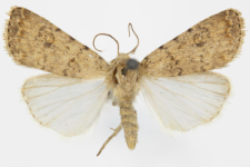 Caradrina kadenii