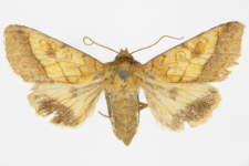 Pyrrhia umbra