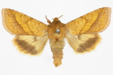 Pyrrhia umbra