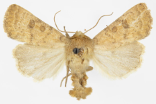 Caradrina morphens