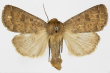 Caradrina morphens