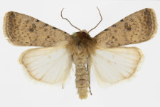 Caradrina clavipalpis