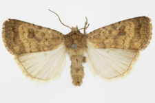 Caradrina morphens
