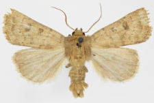 Caradrina morphens