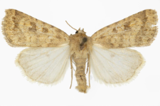 Caradrina morphens
