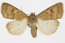 Caradrina morphens