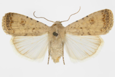 Caradrina clavipalpis