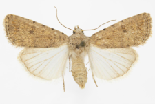Caradrina clavipalpis