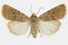 Caradrina clavipalpis