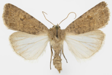 Caradrina clavipalpis