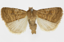 Caradrina morphens