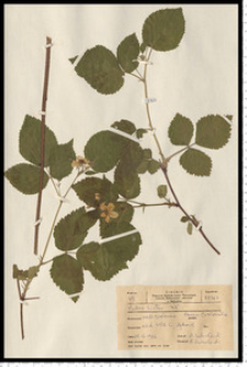 Rubus hirtus Waldst. & Kit