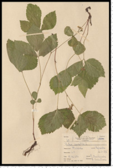 Rubus saxatilis L.