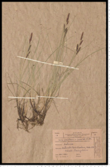 Carex cespitosa L.