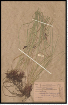 Carex cespitosa L.