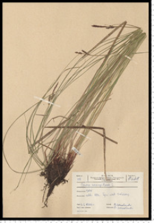 Carex cespitosa L.